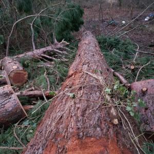 Sequoia Down