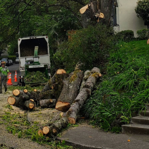 Tree Removal near street
