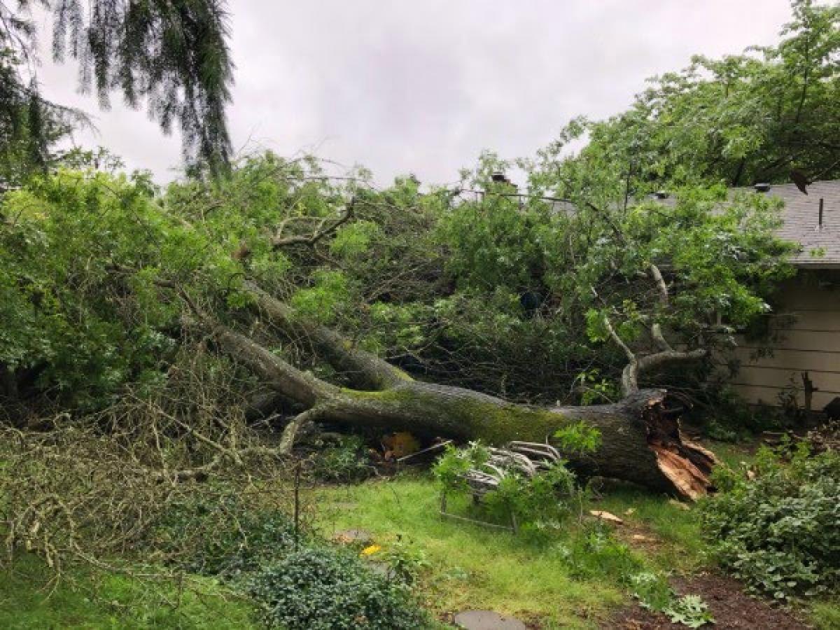 Emergency Tree Service - Portland and Beaverton Oregon